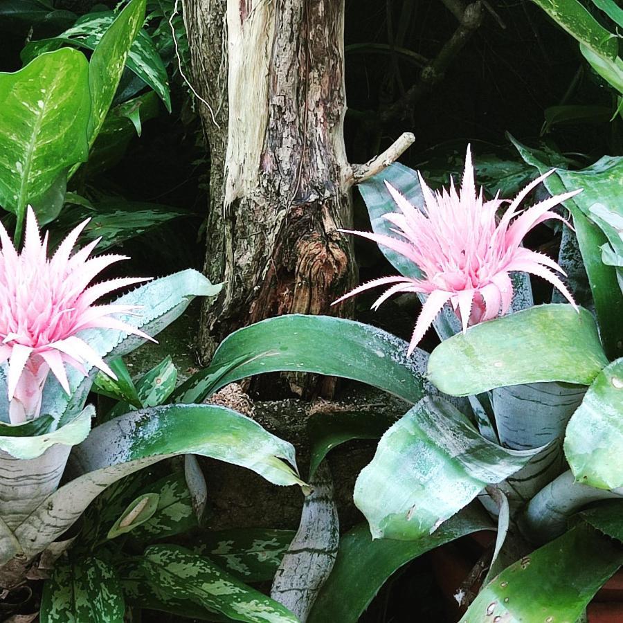 Recanto Toca Plantas De Ilhabela